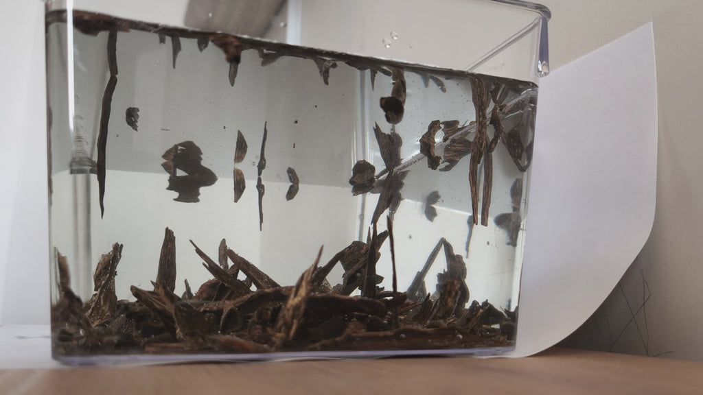 Wild Sinking Terengganu