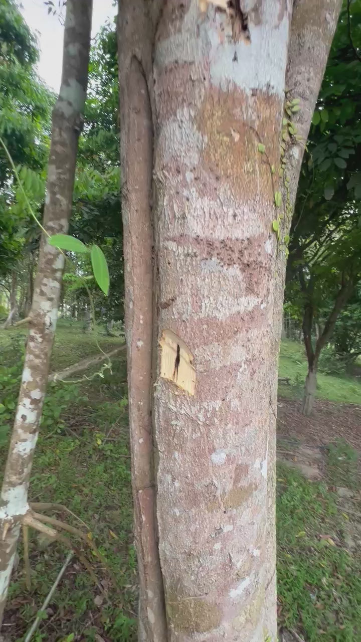 Wild Sinking Terengganu