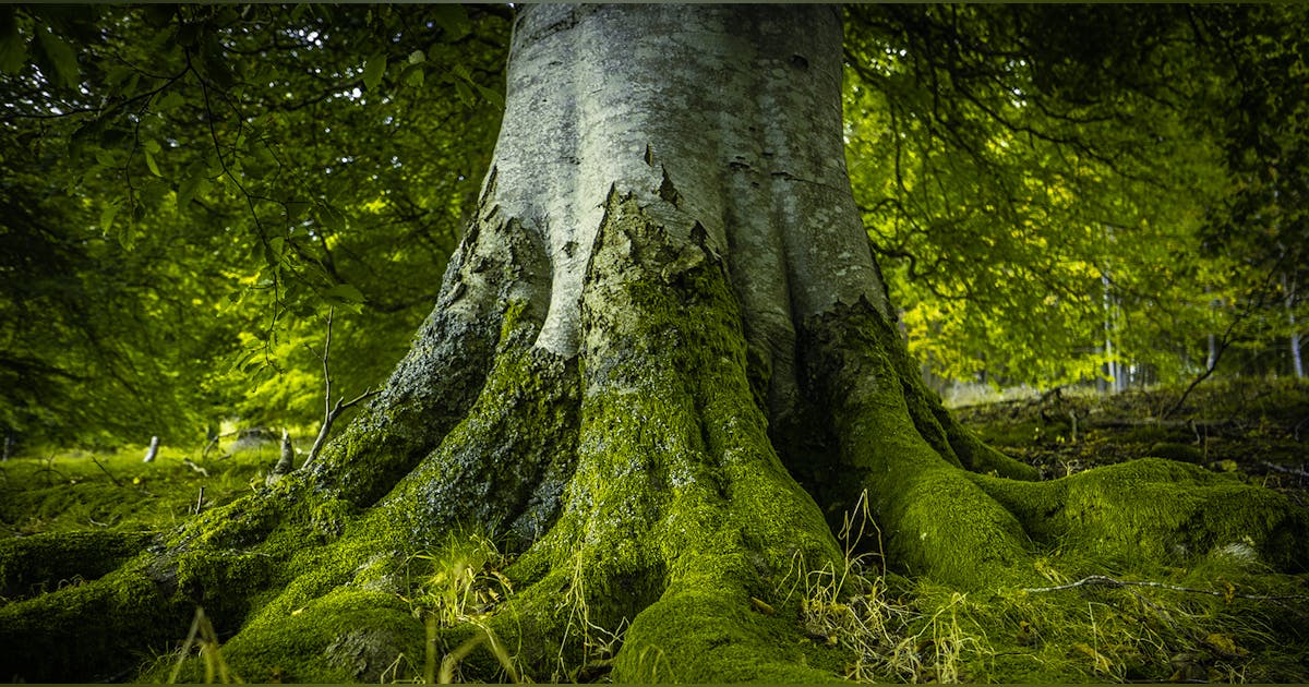Oakzen