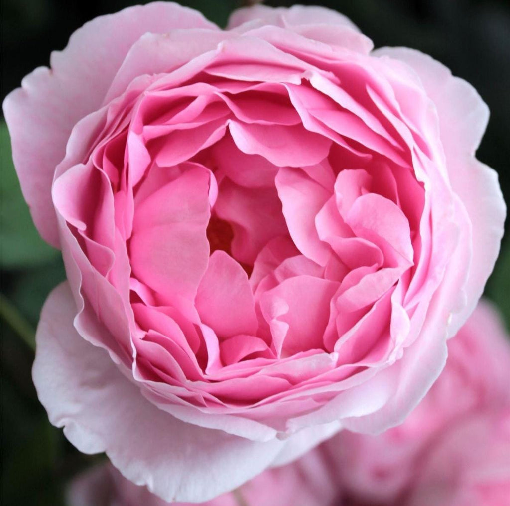 Rose d'isparta