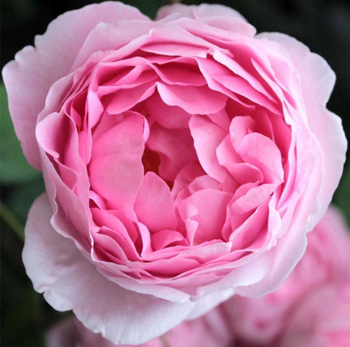 Rose d'isparta